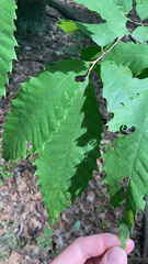 Castanea dentata