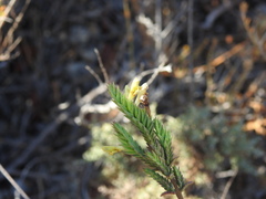 Nothobartsia asperrima
