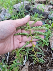 Chamaecrista