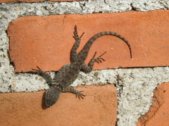 Sceloporus torquatus