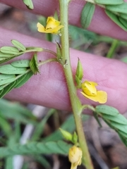 Chamaecrista