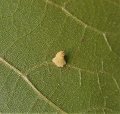 Insecta