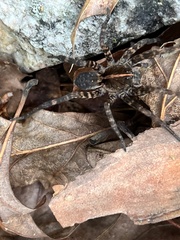 Tigrosa georgicola