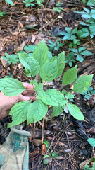 Cornus alternifolia