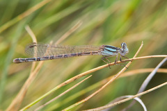 Argia alberta
