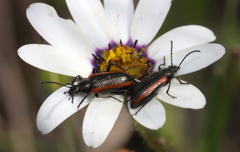 Dimorphotheca pluvialis