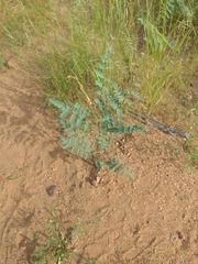 Hoffmannseggia glauca