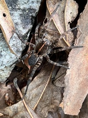 Tigrosa georgicola