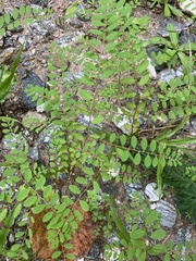 Phyllanthus caroliniensis