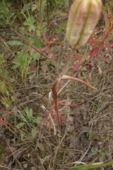 Lilium pensylvanicum