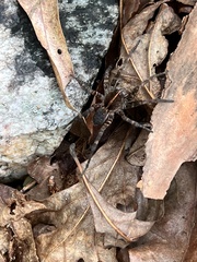 Tigrosa georgicola