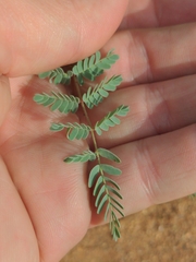 Hoffmannseggia glauca