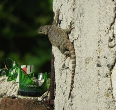 Sceloporus torquatus