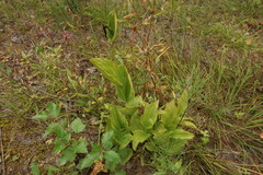 Cypripedium