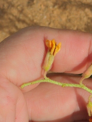 Hoffmannseggia glauca