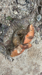 Leccinum aurantiacum