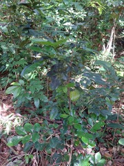 Murraya omphalocarpa