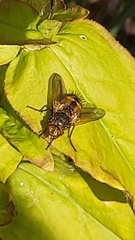 Tachina