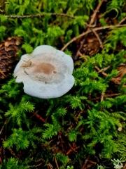 Clitocybe odora