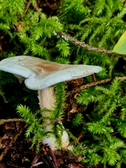 Clitocybe odora