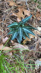 Chimaphila maculata