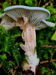 Clitocybe odora