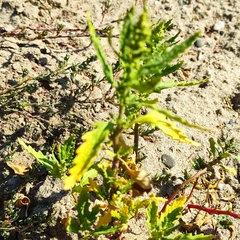 Dysphania ambrosioides