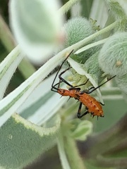 Coreoidea
