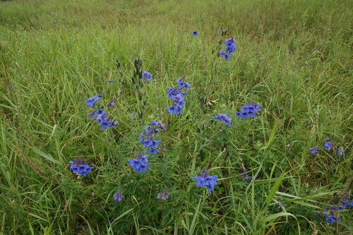 Delphinium cheilanthum, photograph 4