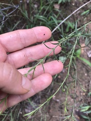 Agalinis strictifolia