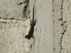 Sceloporus grammicus