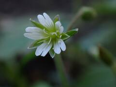 Cerastium fontanum