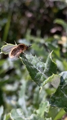 Sparnopolius confusus