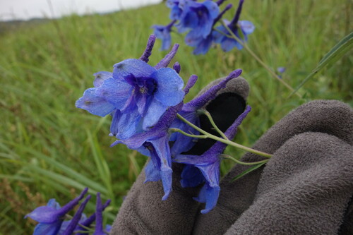 Delphinium cheilanthum, photograph 5