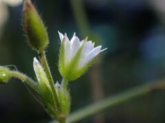 Cerastium fontanum