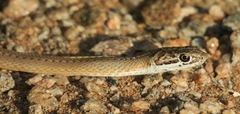 Psammophis notostictus