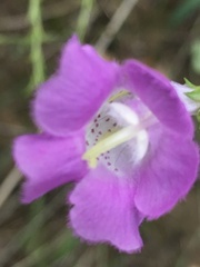 Agalinis strictifolia