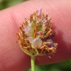 Trifolium fragiferum