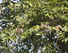 Zanthoxylum