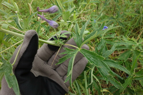 Delphinium cheilanthum, photograph 6
