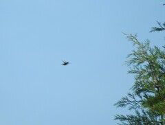 Cynanthus latirostris