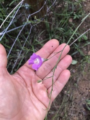 Agalinis strictifolia
