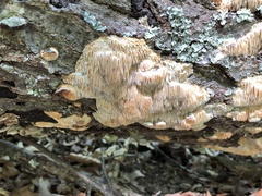 Radulomyces