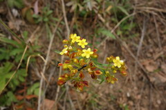 Patrinia rupestris