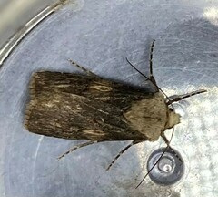 Agrotis puta