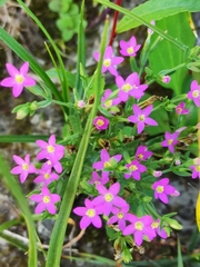 Centaurium pulchellum
