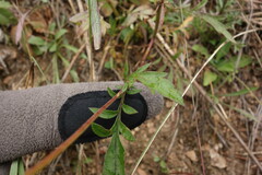 Patrinia rupestris