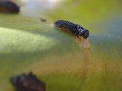 Galerucella nymphaeae