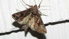 Autographa precationis