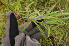 Patrinia rupestris